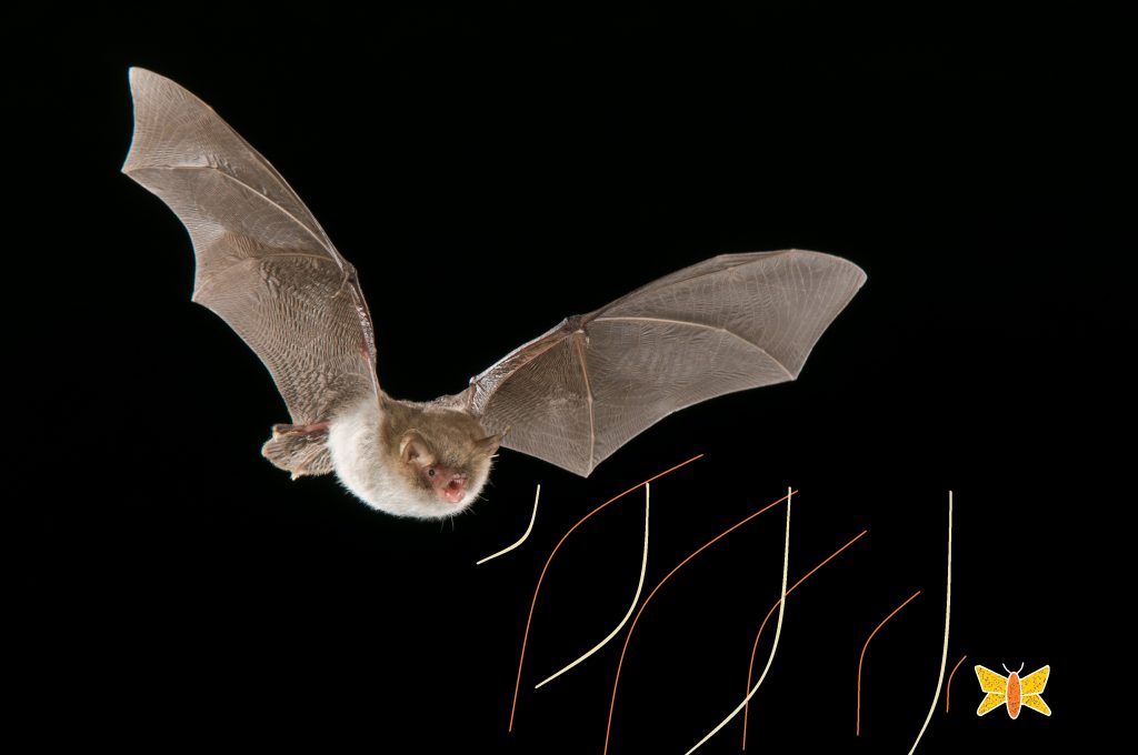 Echolocation - Bat Conservation Ireland