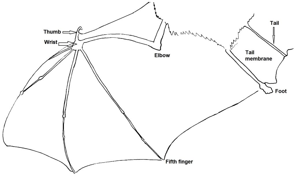 What Is A Bat Bat Conservation Ireland