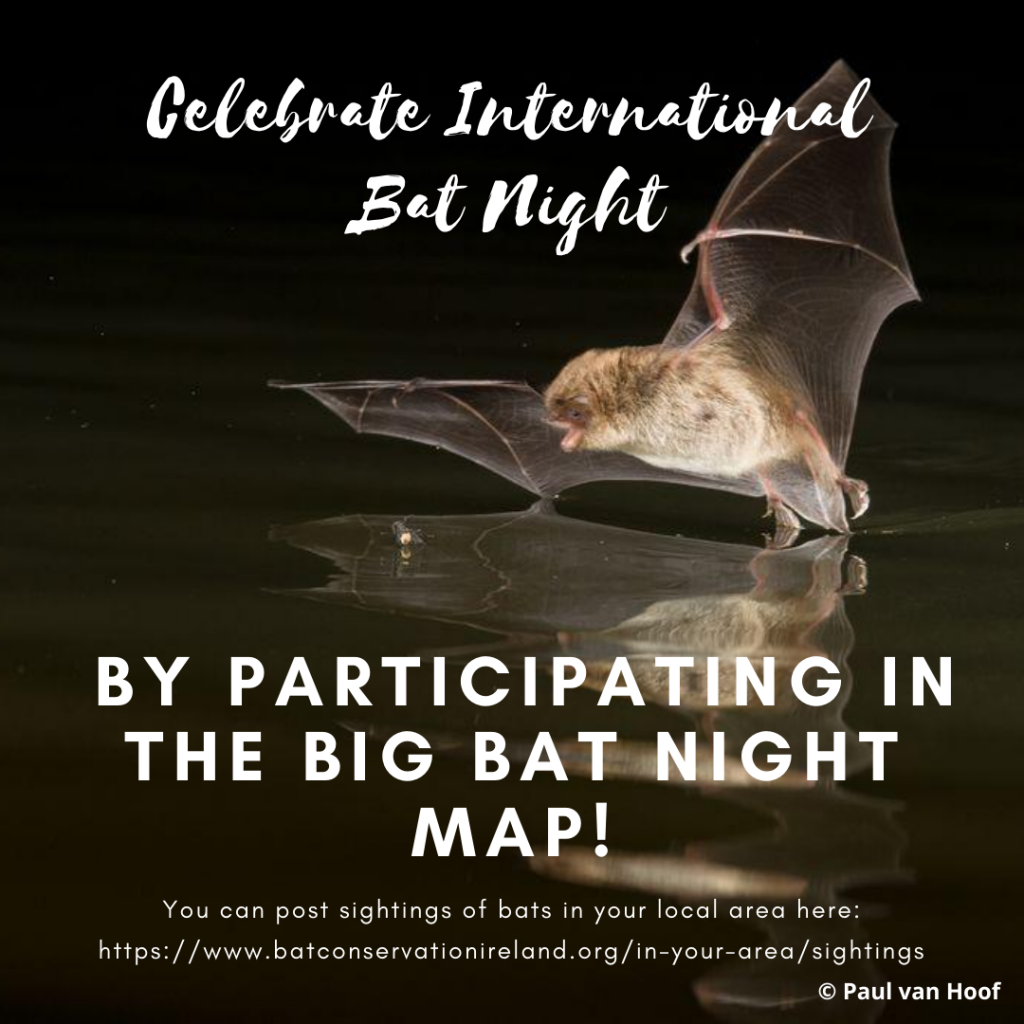 International Bat Night 27 August 2020 Bat Conservation Ireland