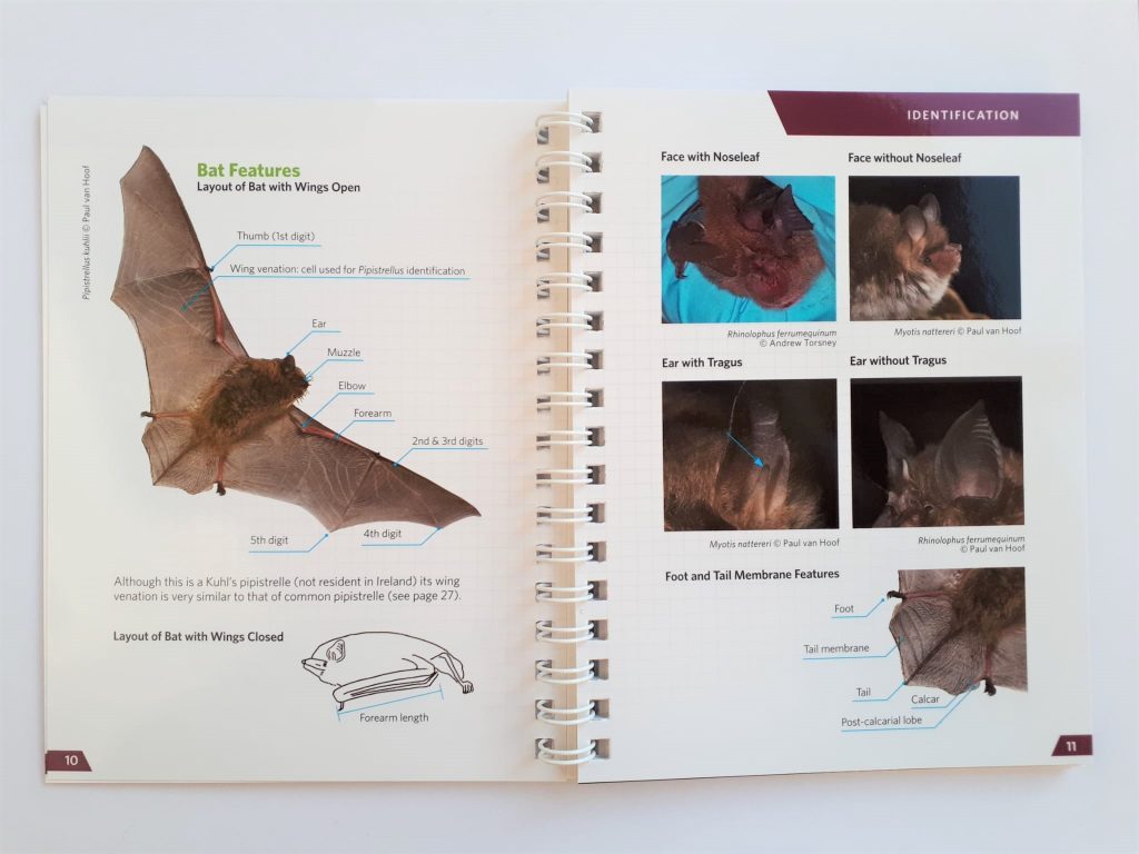 Identification Guide to Irish Bats Bat Conservation Ireland