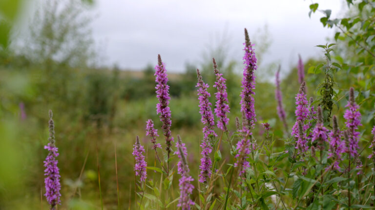 Purple loosestrife