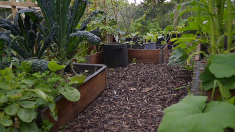 A vegetable garden