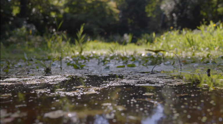 A wildlife pond