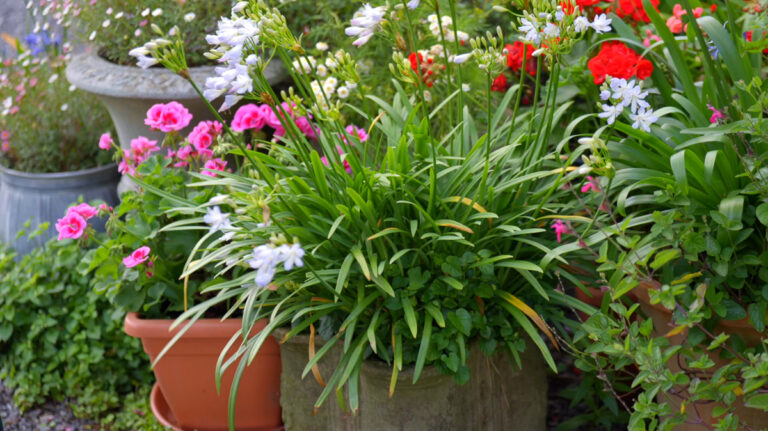 Colourful plants in containers