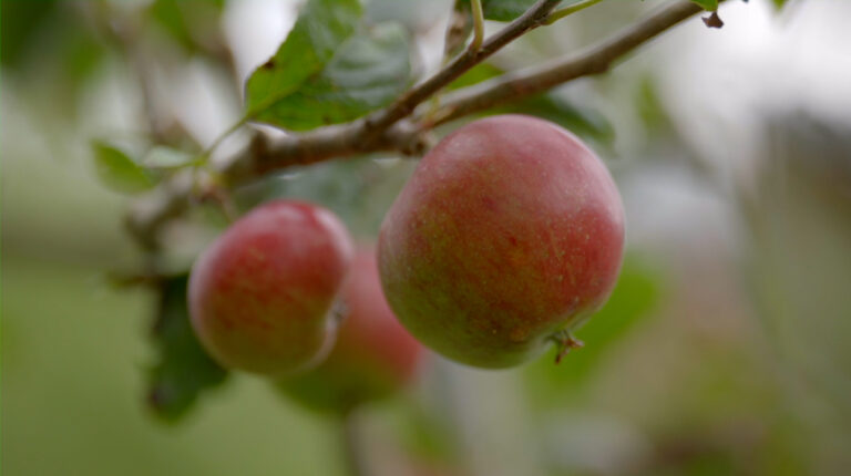 Ripe apples on a tree